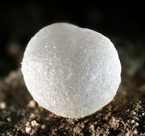 Chalcedon_kugel